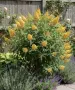🌼🌿🌼 Будлея 'Sungold' 🧡🌿🧡 Buddleja × weyeriana 'Sungold', снимка 2