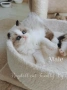 Ragdoll рагдол/регдол  котe , снимка 4