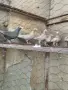 Свободни гъбати пощенски гълъби млади и стари двойки, снимка 4