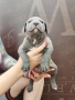 Американско Були Хл American bully Xl ABKC , снимка 17