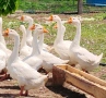 Продавам гъски Линда, снимка 2