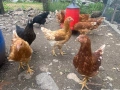 КОКОШКИ , ЯРКИ , снимка 1