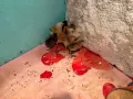  Новоизлюпени пилета мешани , снимка 1