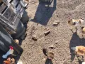 Млади Кокошки, вече снасящи., снимка 7