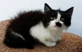 Подарявам малко котенце на 2 месеца, снимка 3