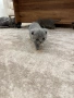Шотландска клепоуха, снимка 3