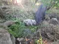 Търсим им нови стопани!, снимка 3
