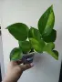 Eпипремнум, epipremnum Global Green, снимка 2