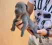 Сини питбулчета , снимка 1
