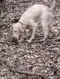 Логото куче за трюфели, снимка 5