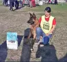 немска овчарка на 2 мес. , снимка 12