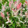 Японска върба Salix Hakuro Nishiki - Фламинго Студоустойчива , снимка 2