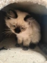Регдол/ Ragdoll котенце, снимка 4