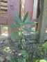 Олеандър (зокум, лян, Nerium oleander), снимка 5