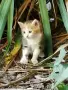 Котенца - Подарявам, снимка 9