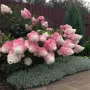 🌿🩷 Hydrangea paniculata 'Vanille Fraise' 🩷🌿🩷 Хортензия метличеста „Vanille Fraise“, снимка 3