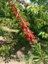 Продавам овощна градина 19 дка., снимка 3