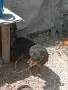 Продавам баракиня , снимка 1
