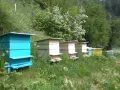 Домашен пчелен мед Букет от Родопите – реколта 2026, от производител, снимка 5