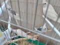 Продавам бели и пъстри корели, снимка 3