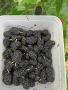 Черници плод , лозови листа , сезонни билки, снимка 1