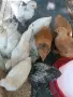 Брама и селска кокошка, снимка 2