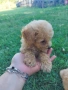 Малтипу/Maltipoo, снимка 6