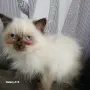 Коте порода Регдол, снимка 3