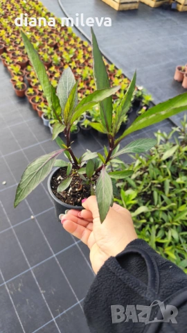 Руелия, Мексиканска петуния, Ruellia Purple Mexican Petunia!!!, снимка 9 - Градински цветя и растения - 54637157