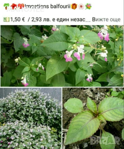 🪻🪴🪷🎁4 вида градински цветя❄️☃️ -, снимка 2 - Градински цветя и растения - 54466138