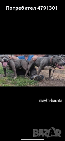 Мъжки Bully Line Pit (Pit40%/Bully60% Mix) за разплод. , снимка 7 - Питбул - 54136845