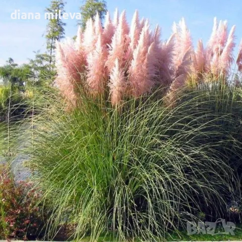 Пампаска трева розова, Cortaderia Sellona Roseа