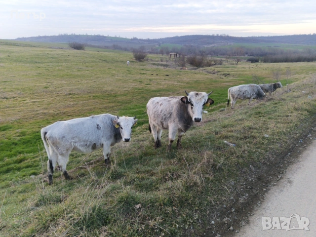 Сиво Искърски Говеда , снимка 4 - Крави - 53953344
