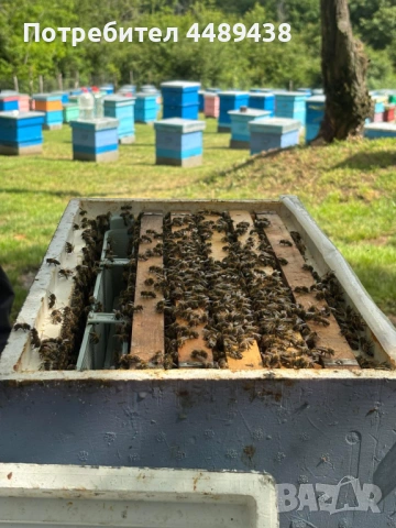 Продавам отводки на 4 рамки 3 рамки с пило + 1 рамка с прашец, с оплодена майка Карника 2026 г.