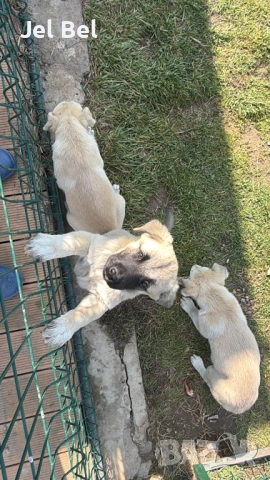 Кученце Кръстоска Алабай Х Белгийска Овчарка с Доставка, снимка 3 - Алабай - 49938706