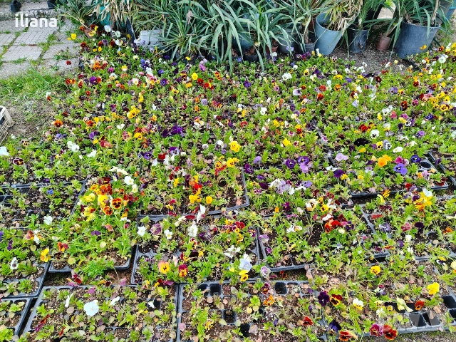 Продавам теменужки , снимка 10 - Градински цветя и растения - 54186272