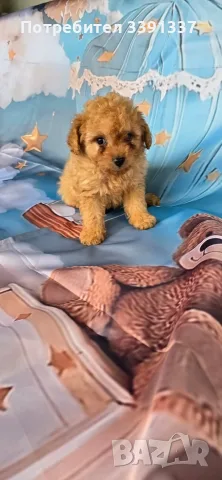 Помапу момченце 