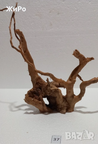 Корен от Азалия /декорация/ 37, снимка 2 - Други - 54101947