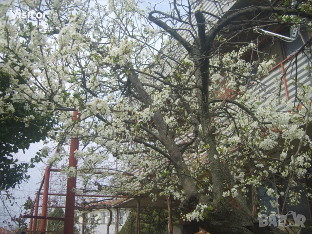 Samsung S830  8 MPx, снимка 15 - Фотоапарати - 54012538