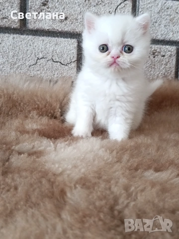 Женско котенце 🐈, снимка 7 - Персийска - 55248684
