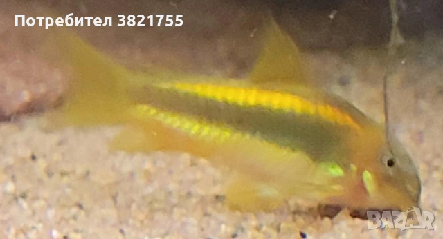 Сомче, сомче corydoras gold laser, gold stripe, снимка 7 - Рибки - 55245469