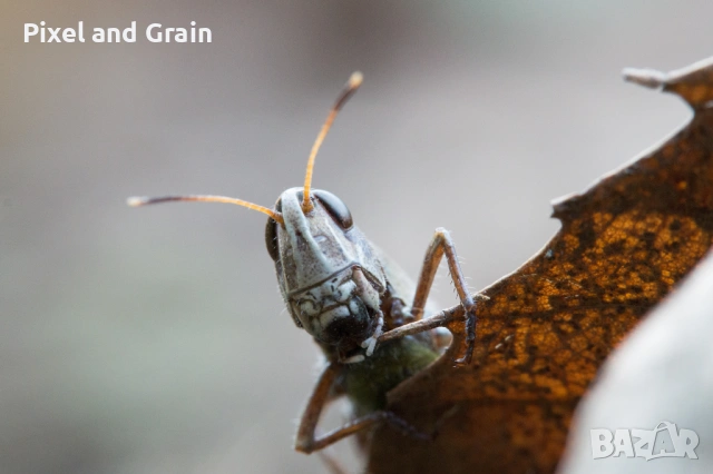 Tamron AF 60mm f2 SP Di II Macro EF-S обектив Канон, снимка 7 - Обективи и филтри - 54148050