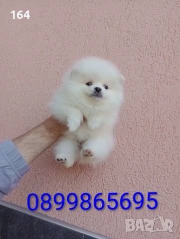 Бели Померани. Реални снимки от 19.04.26 г. , снимка 2 - Померан - 54209106