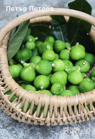 Зелени смокини за сладко