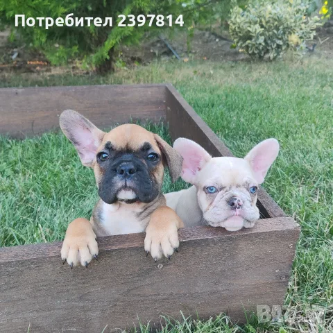 Френски булдог Женски , снимка 4 - Френски булдог - 55008762