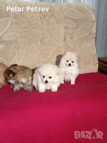 Шпиц мини , снимка 14 - Шпиц - 54923484