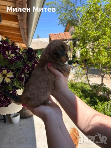 Кученца пекинез, снимка 7 - Пекинез - 54309829