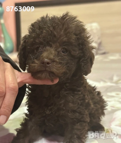 Пудел той , снимка 3 - Пудели - 54366732