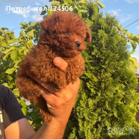 Той пудел пуделче , снимка 2 - Пудели - 54549598