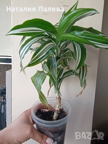 Драцена, dracena Reflexa, снимка 3 - Стайни растения - 54774228